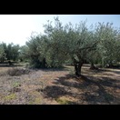 … und der zugehörige Baum